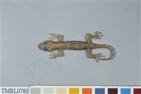 藏品(龜山壁虎)的圖片